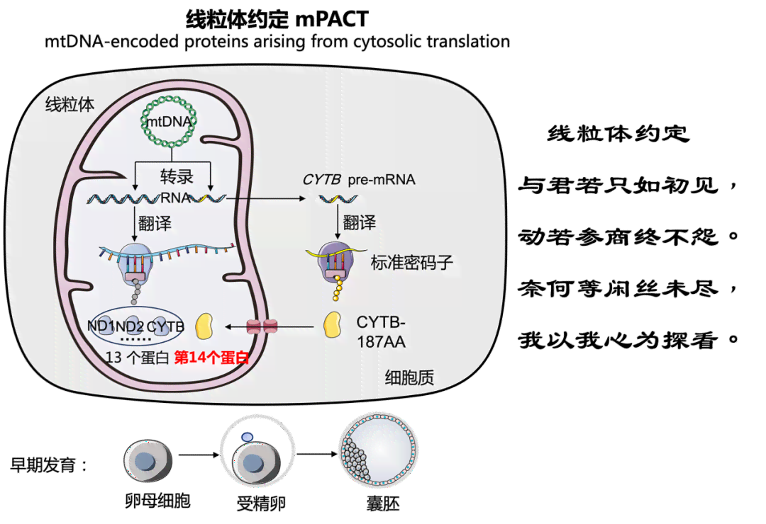 AI技术革新：自动生成高质量蛋白质结构及其应用解析