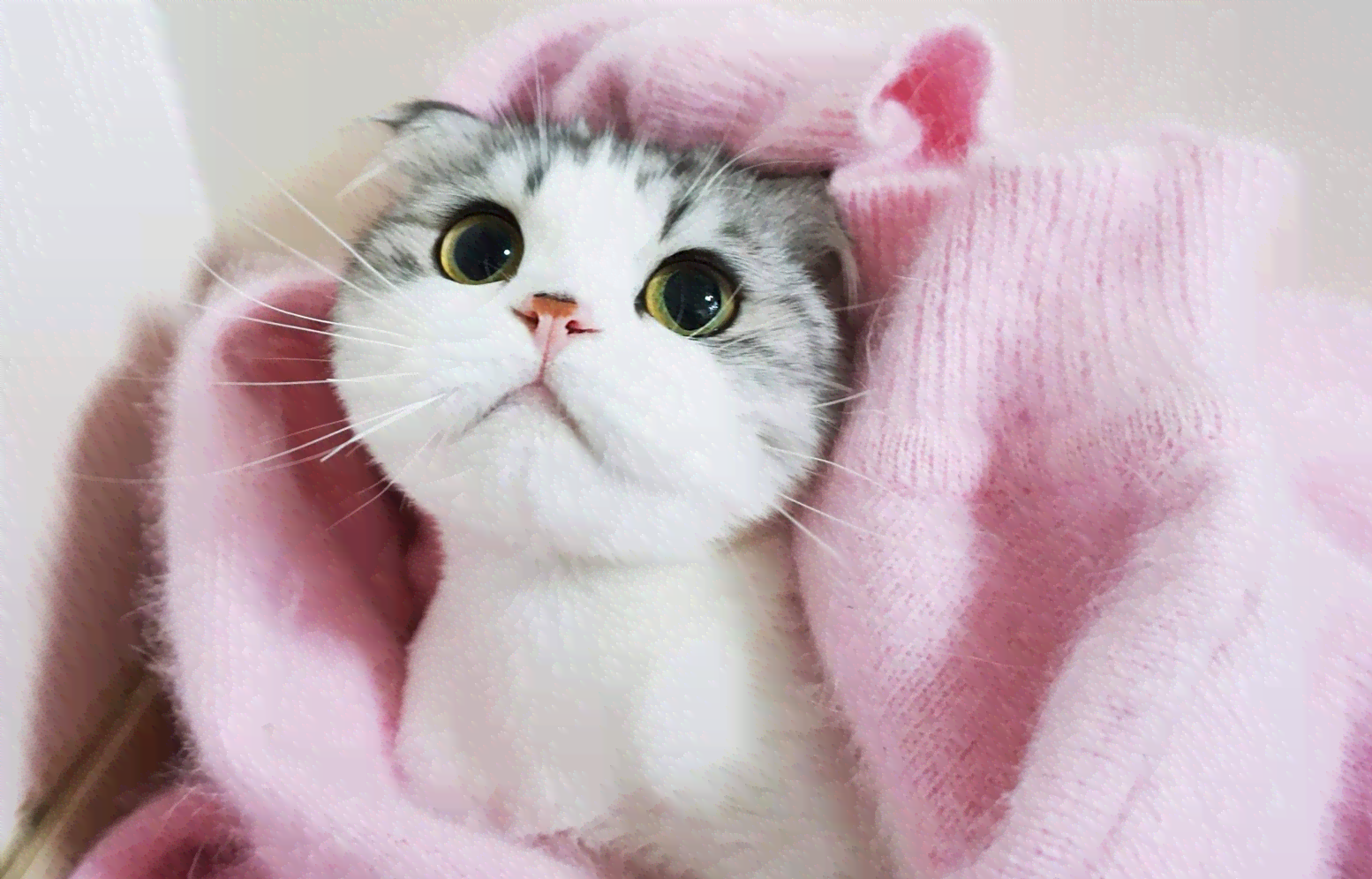 ai生成一群猫咪的软件免费版