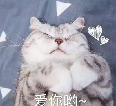 AI生成猫头像，猫咪头像定制