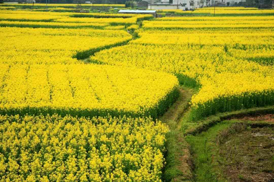 智能绘制的油菜花海：绚丽花田风光尽收眼底