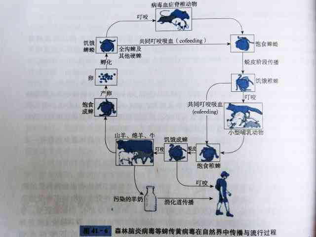 成都生物的疫安全性及乙脑疫类型（减活灭活）与北京科兴关系探究