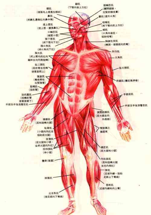 ai如何生成肌肉线条：打造逼真3D人体模型新技术解析