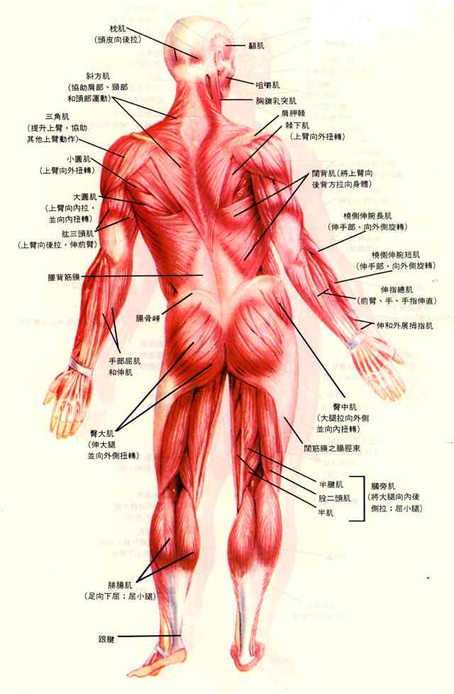 ai如何生成肌肉线条：打造逼真3D人体模型新技术解析