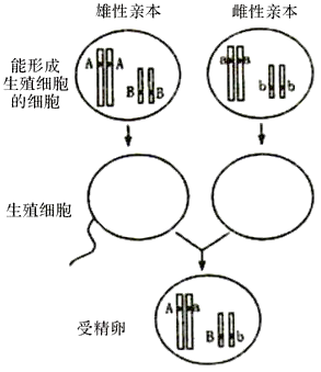 喝酒的基因：遗传机制、染色     置、显隐性及关键酶解析