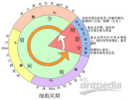 喝酒的基因：遗传机制、染色     置、显隐性及关键酶解析