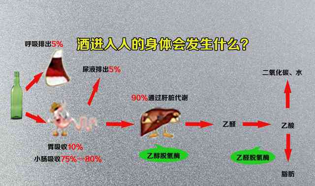 酒精对生物体影响及喝酒的科学解读：生理机制、健影响与潜在风险