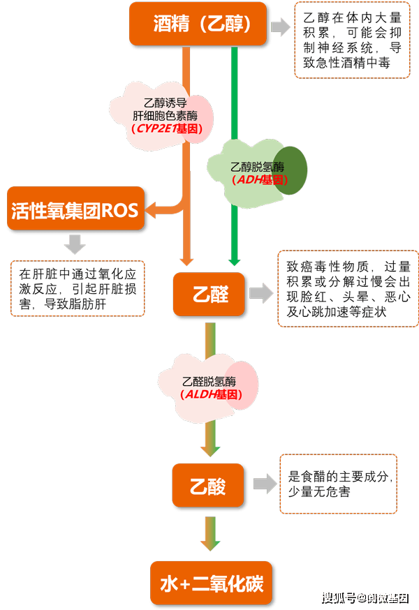 喝酒转化过程：酒精在人体内的分解与转化酶作用详解