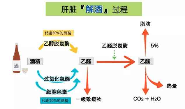 喝酒转化过程：酒精在人体内的分解与转化酶作用详解