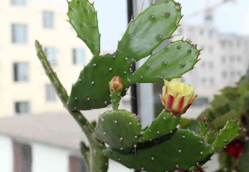 手工制作仙人掌植物模型的详细步骤教程