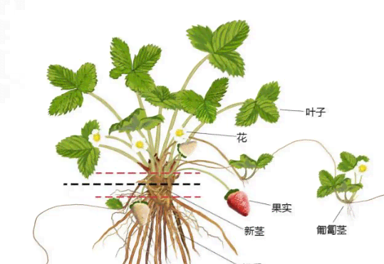 草莓生长与生成全过程的揭秘