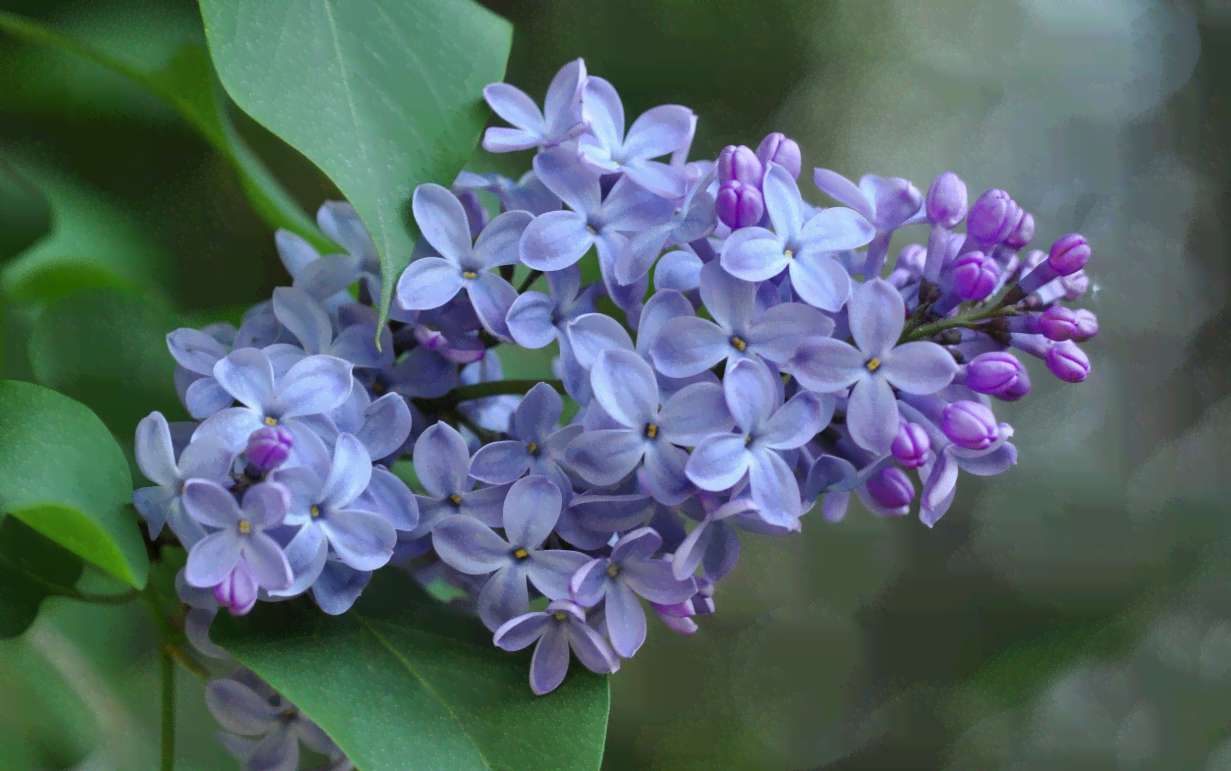 揭秘：AI如何描绘丁香花植物的神秘颜色？