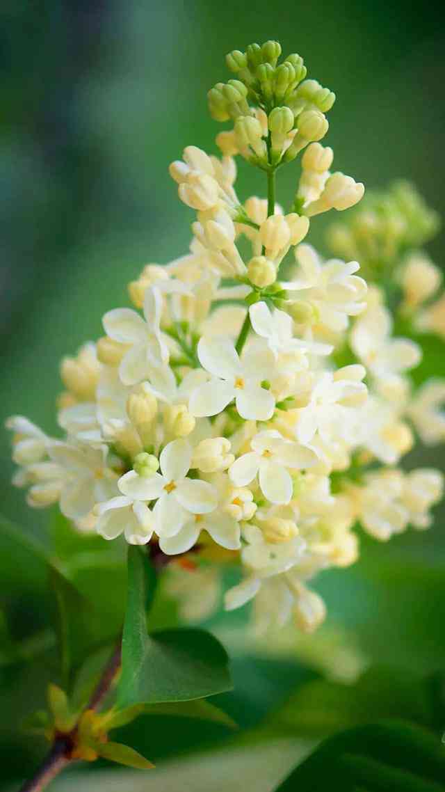 丁香花的花语：探寻什么寓意的丁香花香花中的爱情奥秘