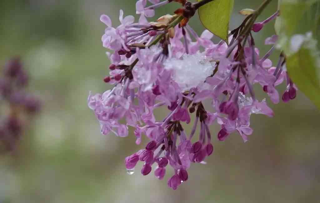 丁香花的花语：探寻什么寓意的丁香花香花中的爱情奥秘