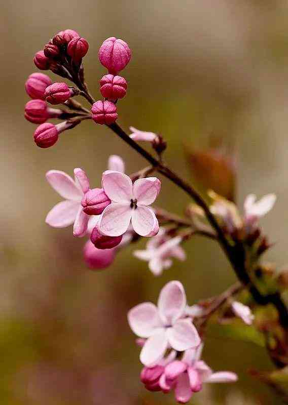 丁香花的起源、生长过程与繁殖方式全解析