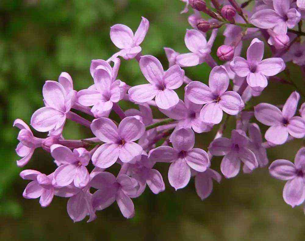 小爱丁香花是什么颜色的，小度丁香花也不例外，探究丁香花的颜色奥秘