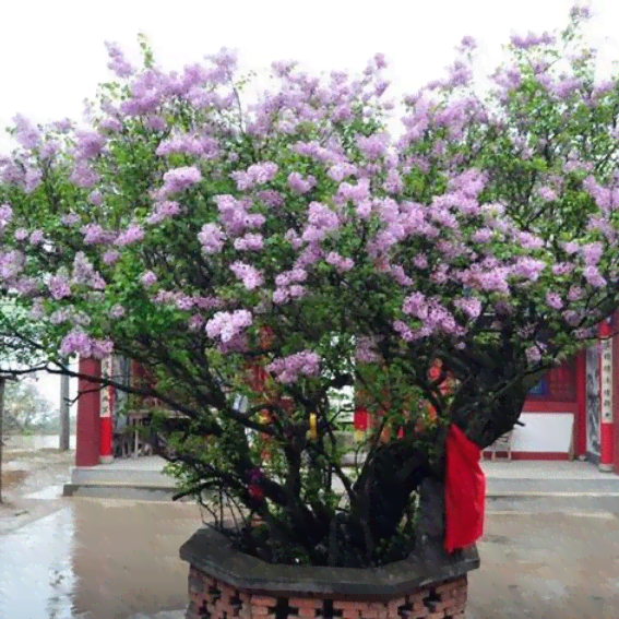 ai生成的丁香花是什么