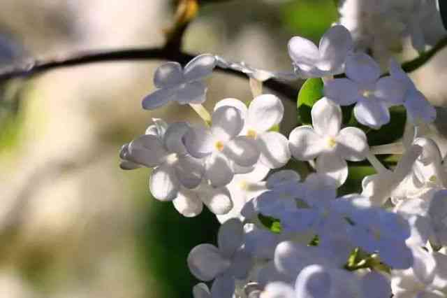 ai生成的丁香花是什么