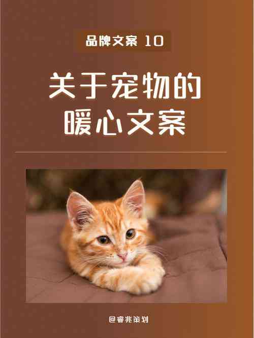 爱小动物的文案：短句、简短句子、怎么写，汇聚热爱之情