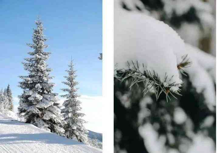 冬日记忆：朋友雪地写真，雪花飘舞抖音文案创作