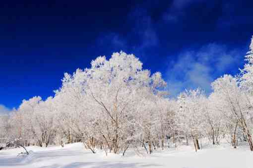 全方位解析：雪景艺术创作理念与技巧深度阐述