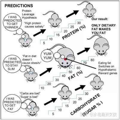 详尽解读：Ai9小鼠实验原理、步骤、结果分析及在科学研究中的应用与意义