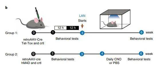 详尽解读：Ai9小鼠实验原理、步骤、结果分析及在科学研究中的应用与意义