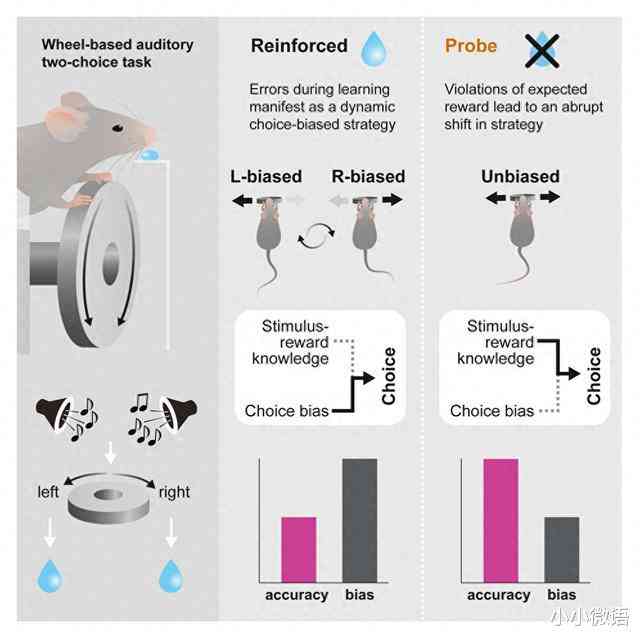 详尽解读：Ai9小鼠实验原理、步骤、结果分析及在科学研究中的应用与意义