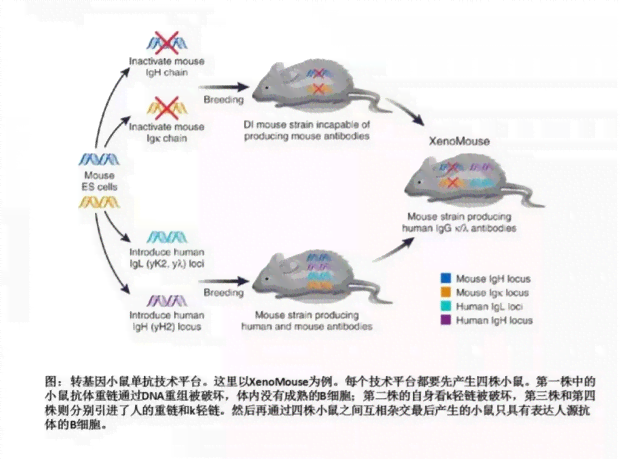 详尽解读：Ai9小鼠实验原理、步骤、结果分析及在科学研究中的应用与意义