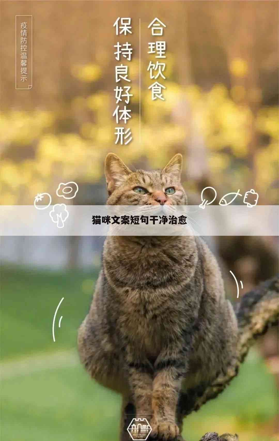 全面收录：猫咪创意文案句子及灵感集锦，解决各类猫咪主题内容需求