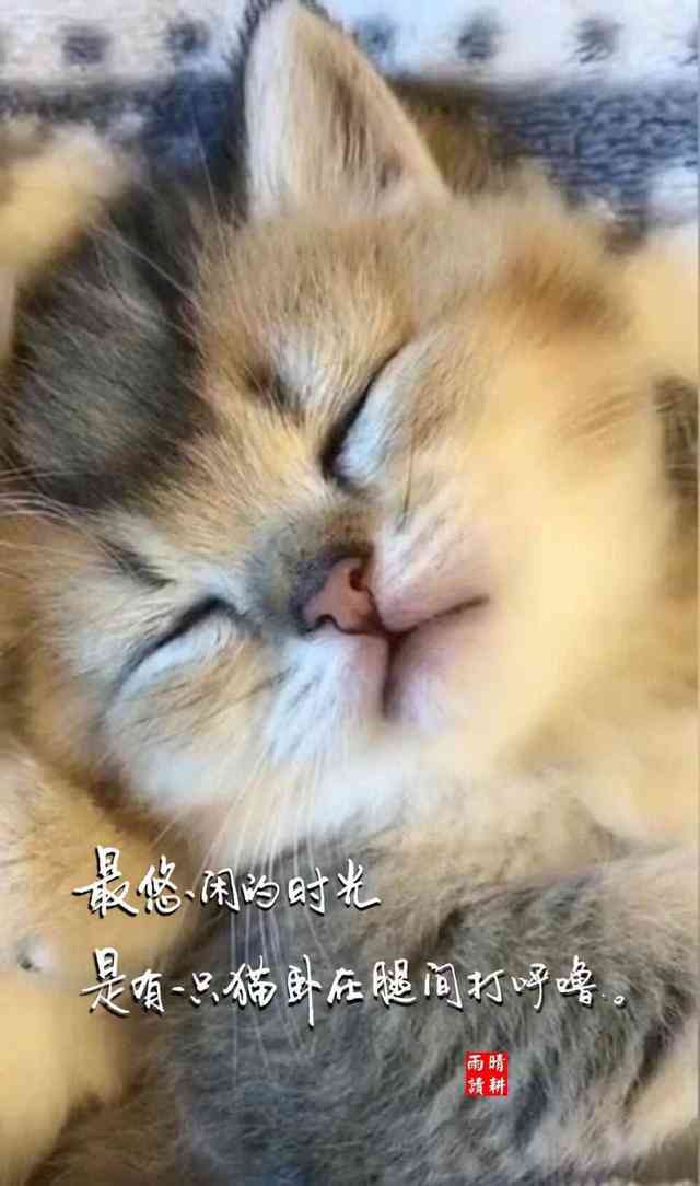 关于治愈你的可爱猫咪：专属小猫的馨文案