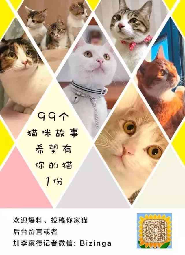 小猫ai文案