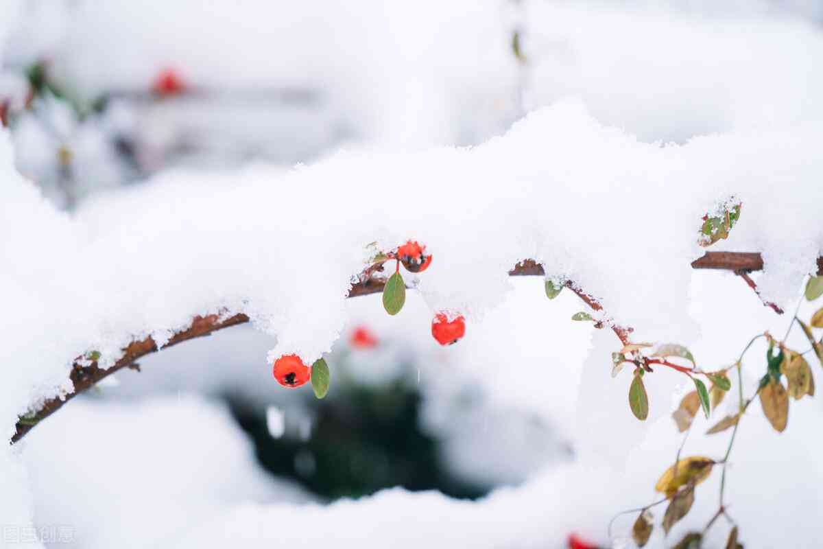 在这初雪时分，浪漫文案让人感受美好的雪花瞬间