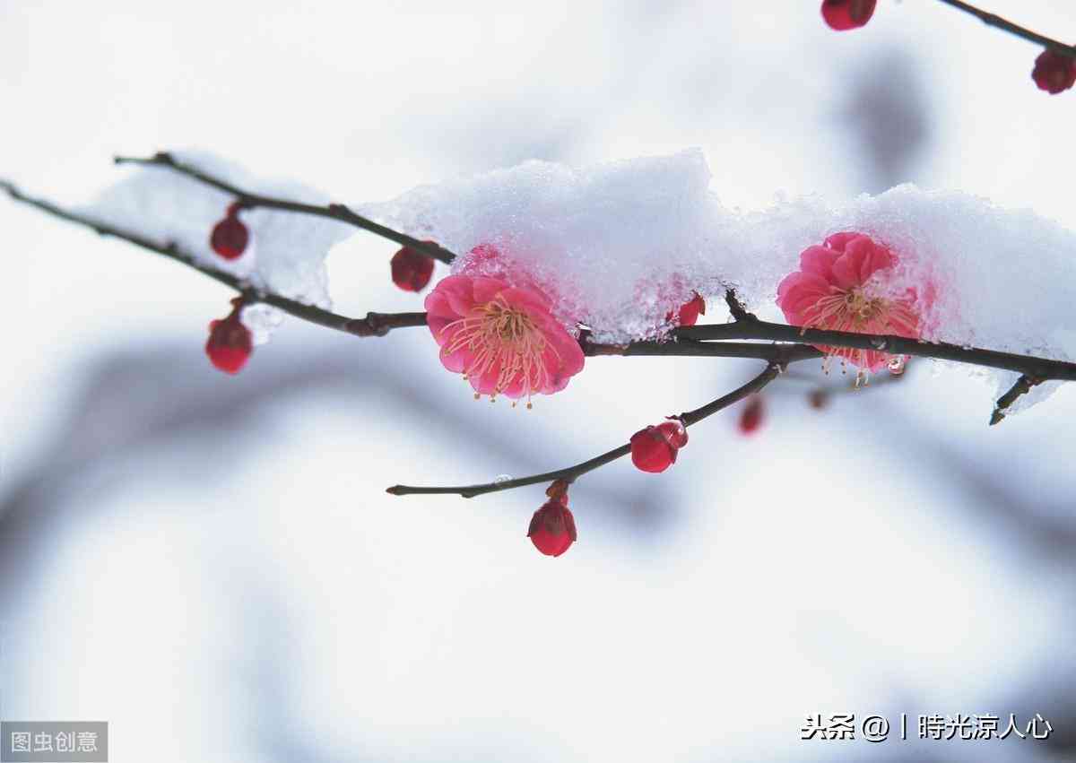 初雪文案汇编：八字精华与创意精选