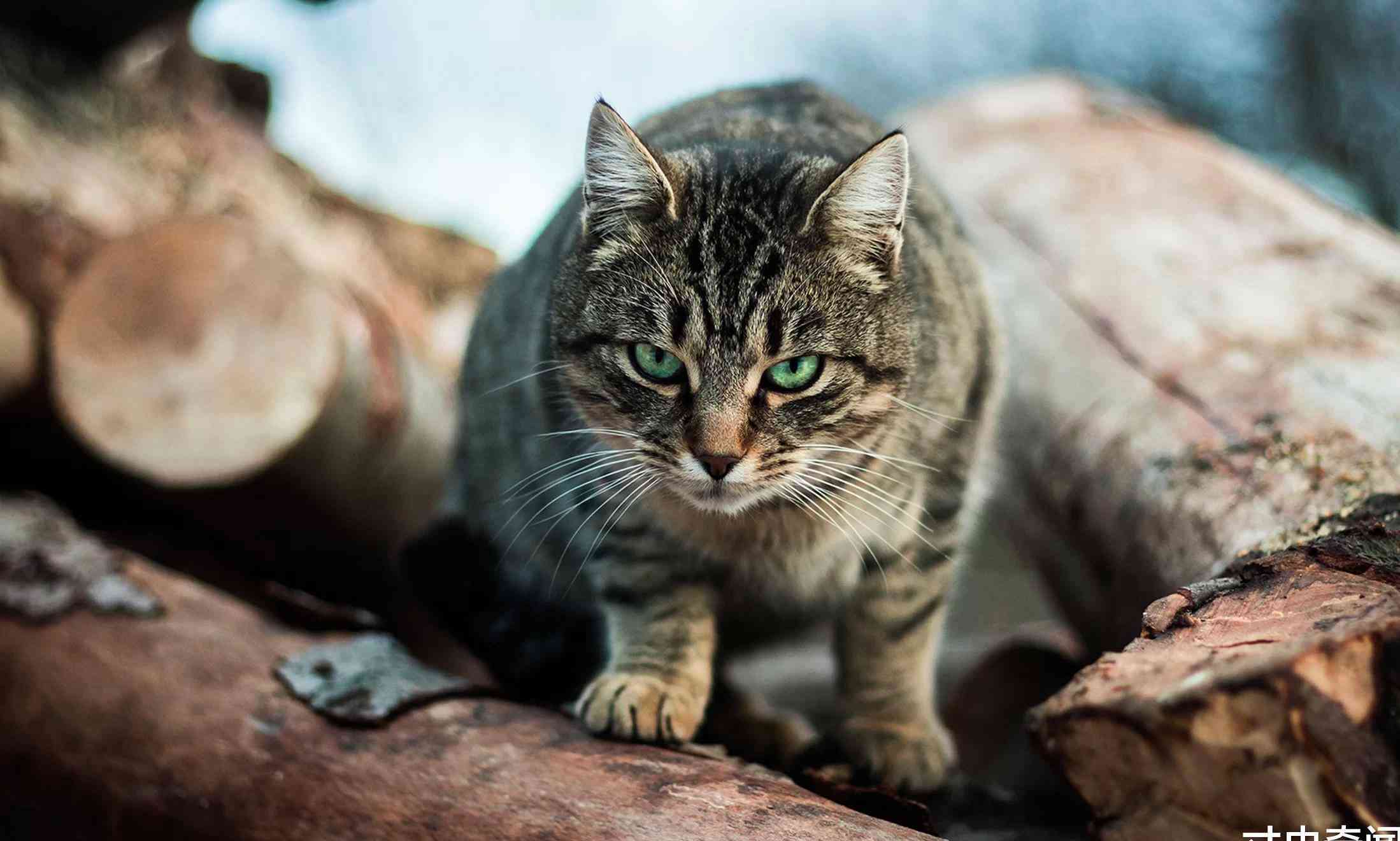 探究野性难驯的猫：了解行为背后的原因与应对策略