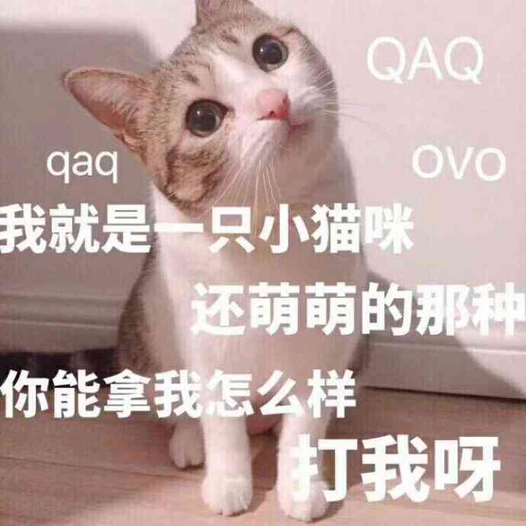 猫捣乱写作业：表情包     与应对策略分享