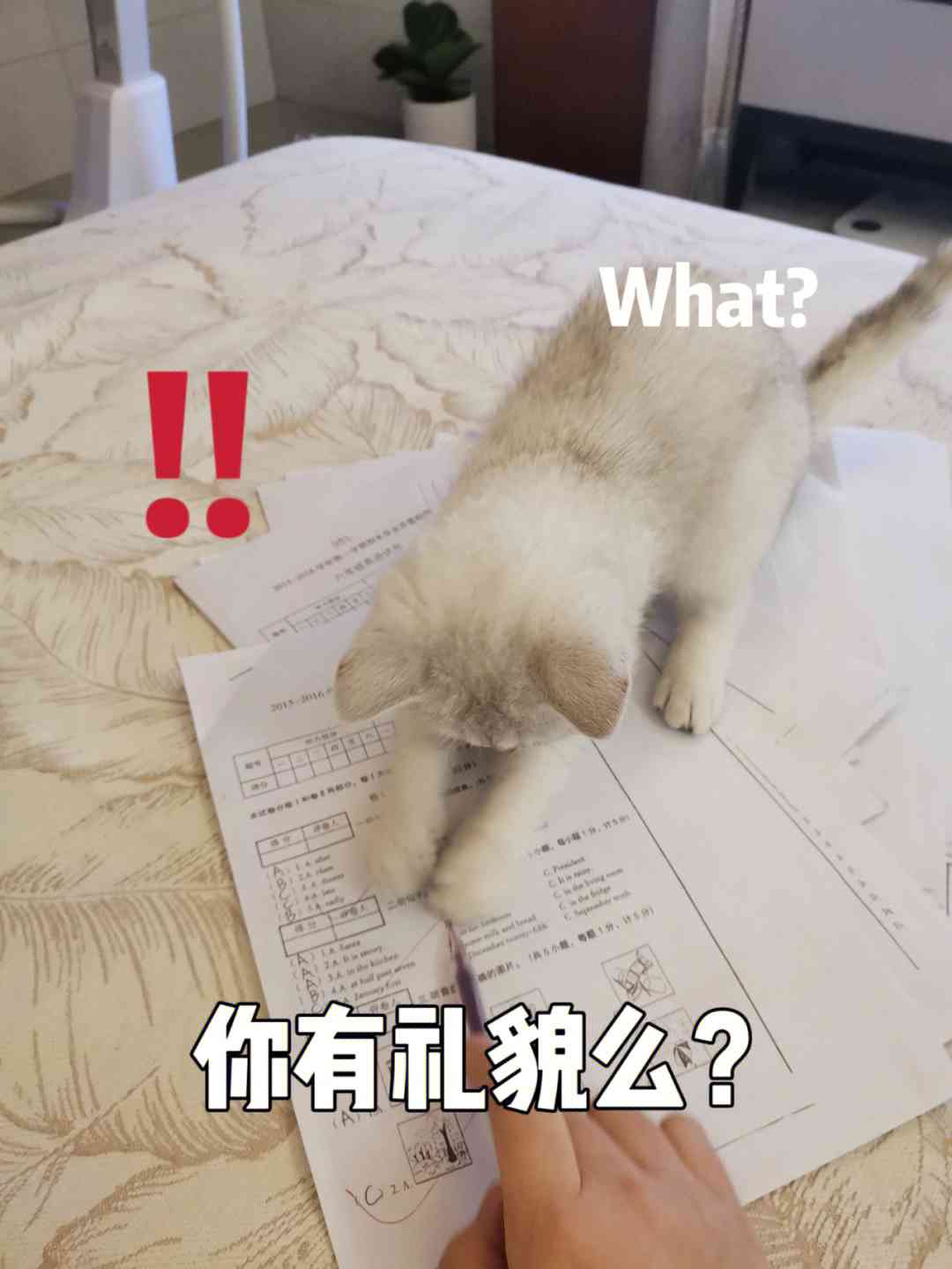 猫捣乱写作业：表情包     与应对策略分享