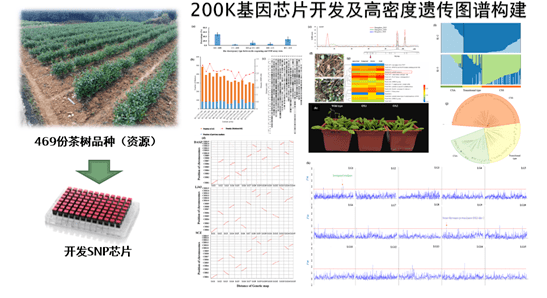 ai算法软件育种实验报告总结：全面分析作物生长数据与品种改良成效