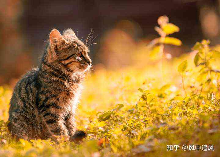 关于你的爱猫生活，如何撰写独特文案让花猫更加可爱：狸猫猫咪的文案指南