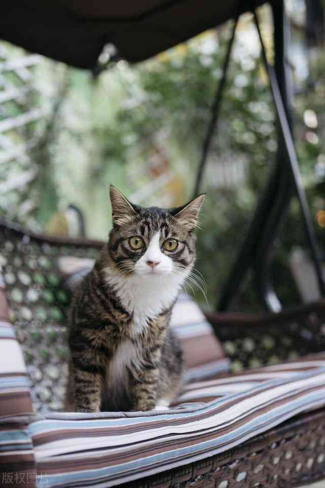 关于你的爱猫生活，如何撰写独特文案让花猫更加可爱：狸猫猫咪的文案指南