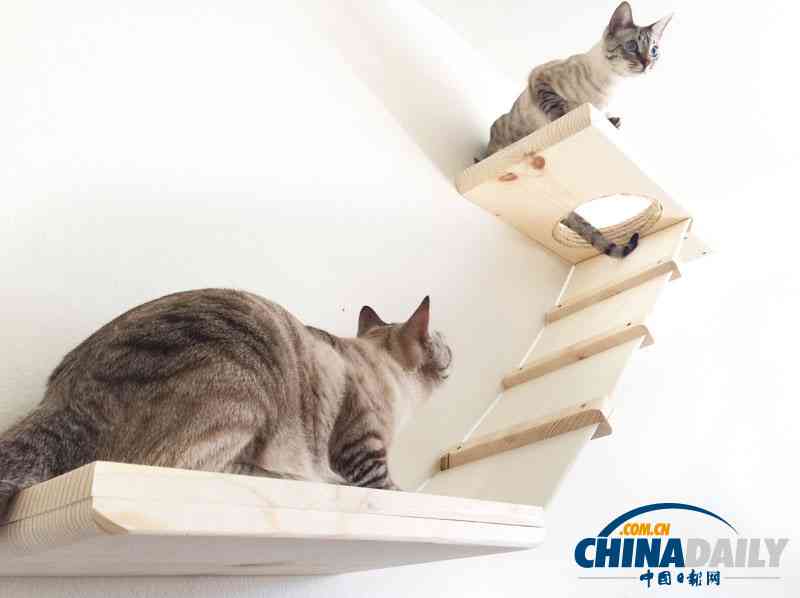 全面攻略：萌猫AI绘画文案素材与创意应用指南