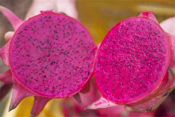 全面解析火龙果（Pitaya）：种植、营养、食谱与健益处指南