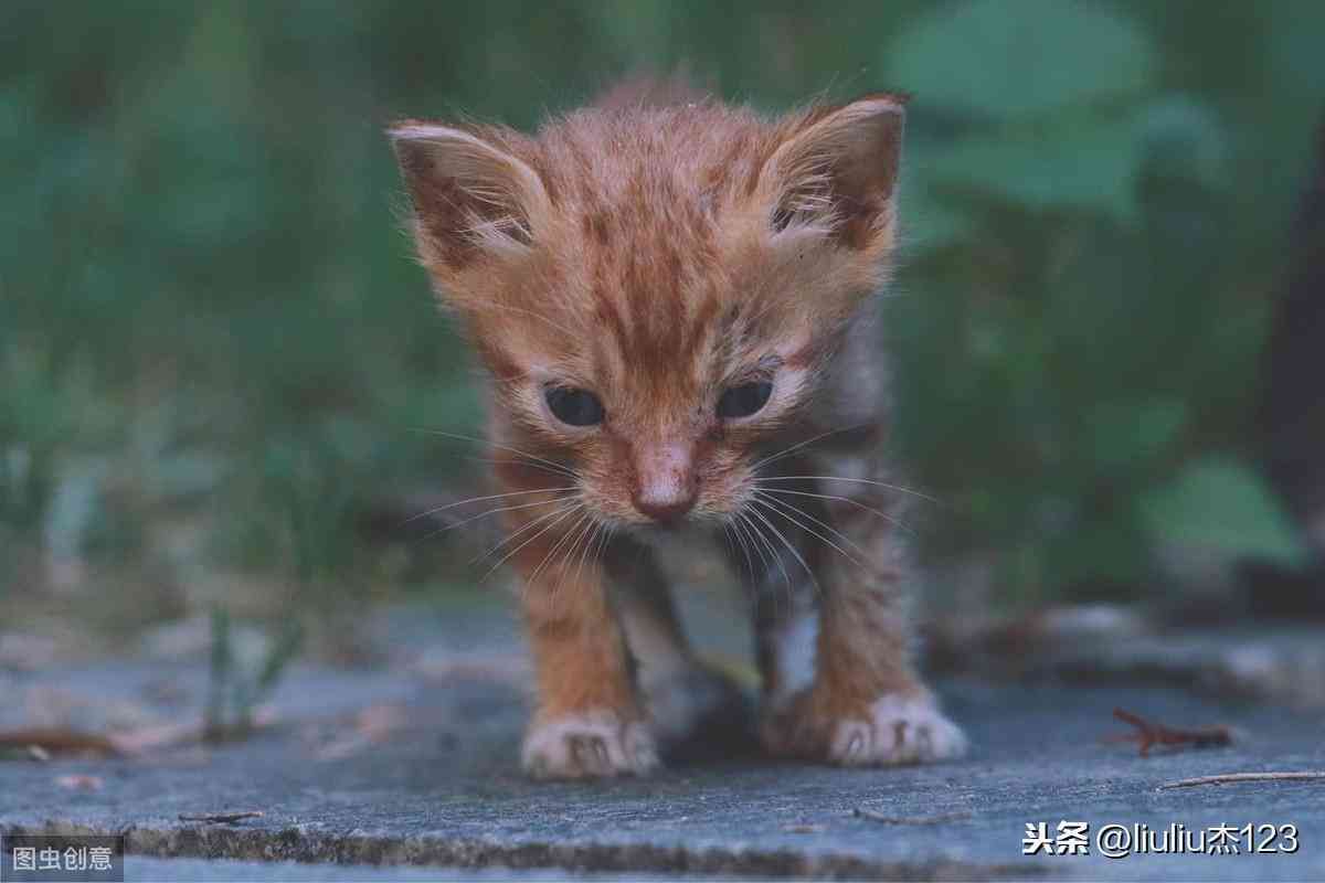 写作猫平台内容收费详解：价格一览与学免费策略全面解读