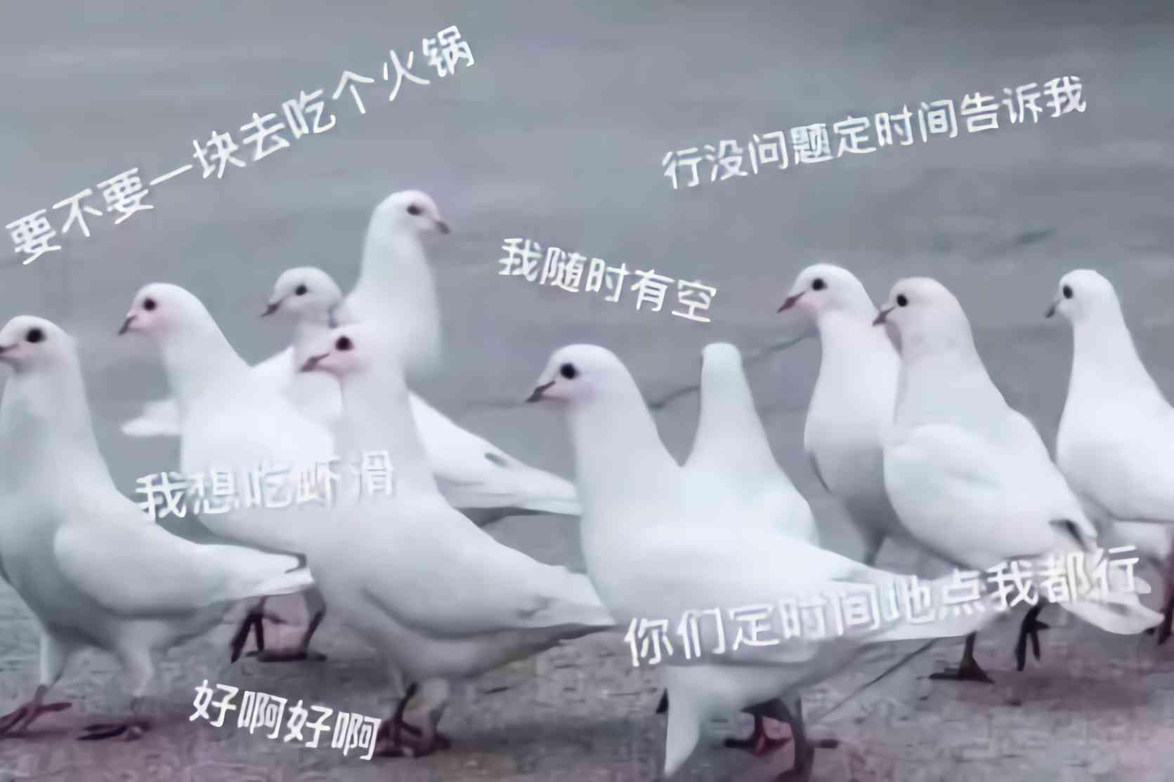 小鸽ai英语文案