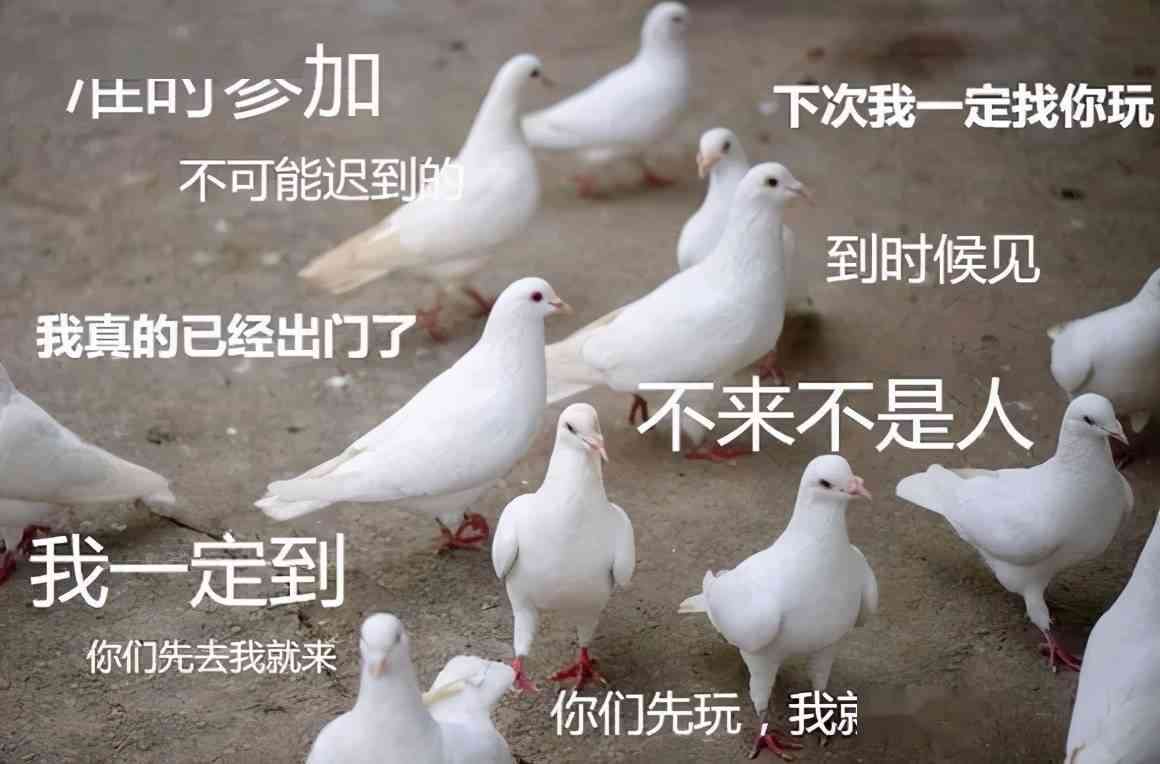 小鸽ai英语文案