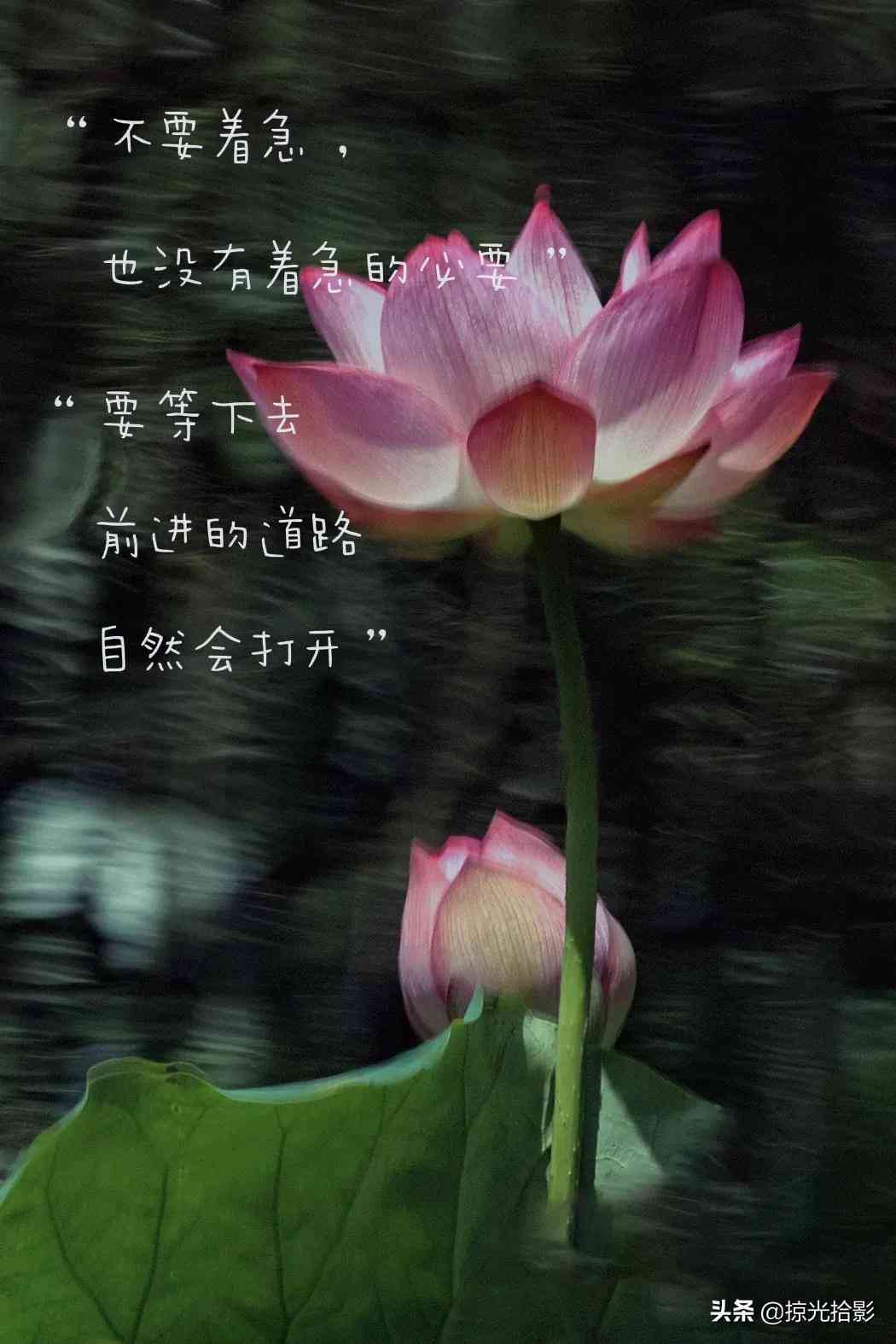 全方位解析：荷花AI绘画创意文案撰写攻略与灵感集锦