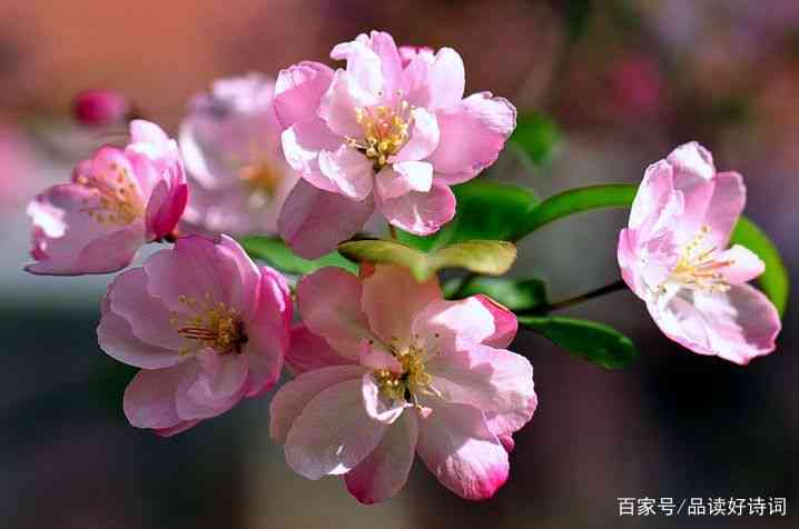 春风拂海棠，诗词映花的美丽句子，让人犹如置身美好海棠花海