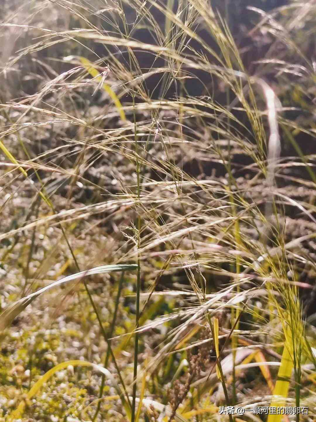 旅行归途：精选朋友圈文案指南与热门句子汇编