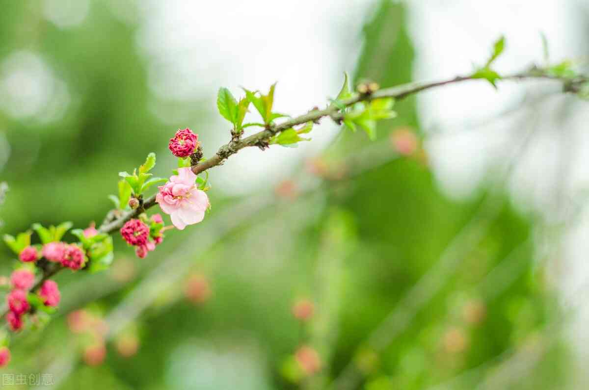 春日里的生命颂歌：朋友间让人心动的春天文案，适合分享的句子