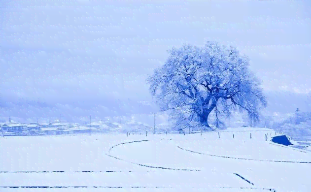 ai雪景照片文案怎么写