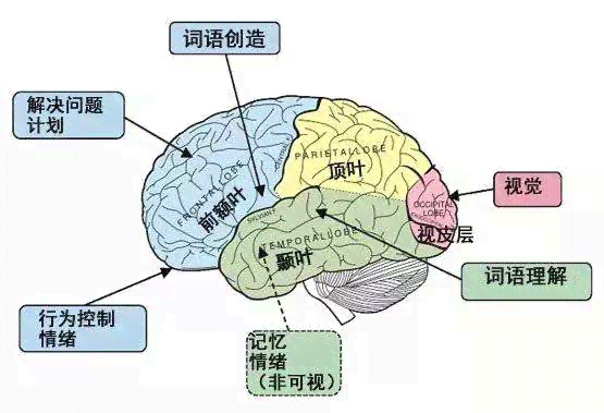 探索尼克区：揭秘大脑中掌管语言的神秘区域——尼克与尼克之关联